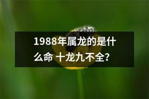 1988年属龙人2025全年运势_88年属龙的运势 1988年属龙人2025全年运势_88年属龙的运势