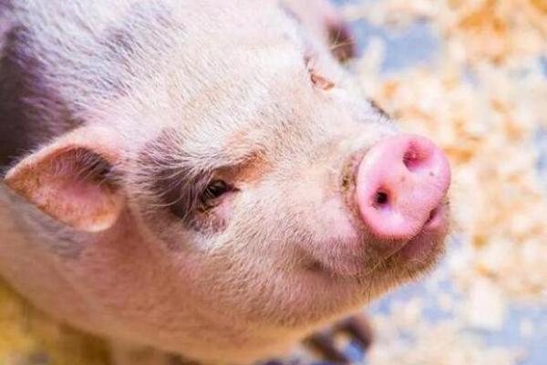 1995年属猪多大_95年的属猪的多大 1995年属猪多大_95年的属猪的多大