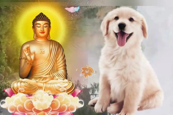 1994年属狗几月命苦_1994年属狗几月命苦揭秘命运转折的关键月份 1994年属狗几月命苦_1994年属狗几月命苦揭秘命运转折的关键月份