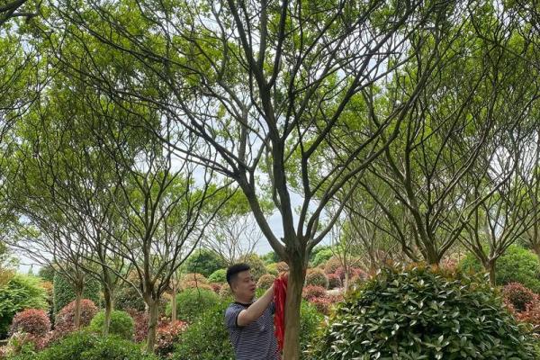 川红紫薇夏日花园中的璀璨明珠