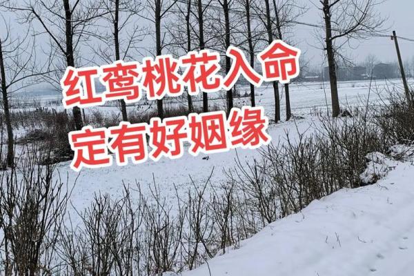 夫妻宫红鸾星 夫妻宫红鸾星陷