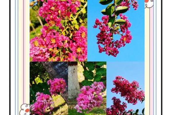 东方紫薇 东方紫薇神秘花语与园林艺术的完美融合 东方紫薇 东方紫薇神秘花语与园林艺术的完美融合