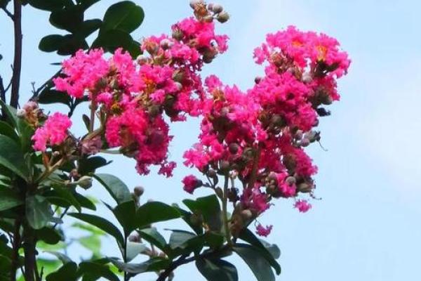 东方紫薇 东方紫薇神秘花语与园林艺术的完美融合 东方紫薇 东方紫薇神秘花语与园林艺术的完美融合