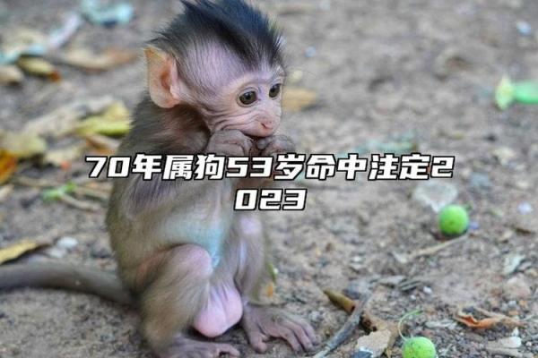 70年属狗55岁2025年运势解析命中注定的转折点 70年属狗55岁2025年运势解析命中注定的转折点