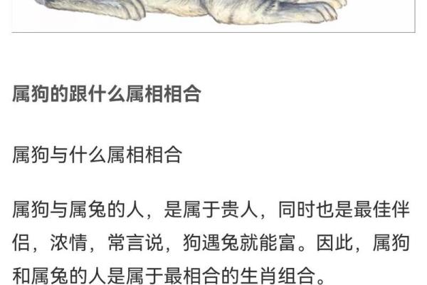 属狗的人命中有两段婚姻_属狗的人命中有两段婚姻真的也