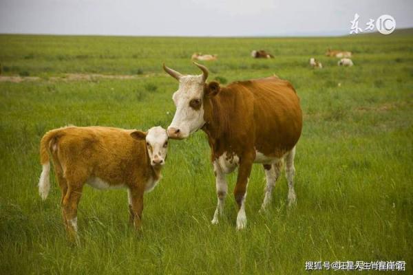 属狗和属牛相冲吗_属狗和属牛相冲吗婚姻 属狗和属牛相冲吗_属狗和属牛相冲吗婚姻