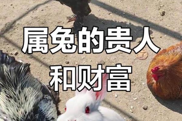 属兔人2025年运势及运程 2025年属兔人运势详解全年运程大揭秘 属兔人2025年运势及运程 2025年属兔人运势详解全年运程大揭秘