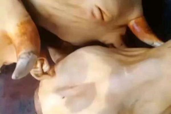 战火燎城是什么动物