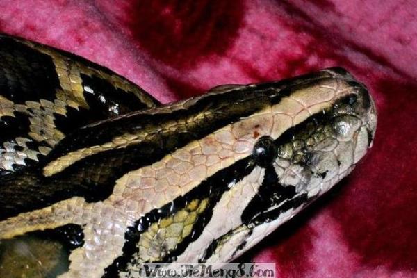 女人梦见蛇咬的七大预兆 女人梦见蛇咬的七大预兆