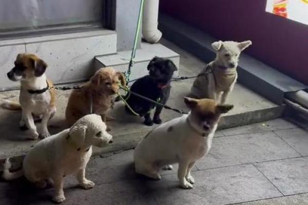 梦见一群小狗是什么意思