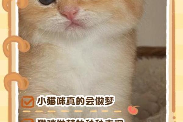做梦梦见猫