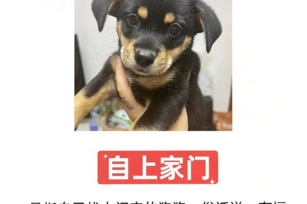 70年属狗女今天财运_70年属狗女今天财运怎么打麻将