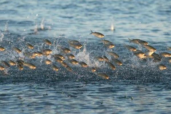 梦见吃鱼肉是什么预兆 周公解梦