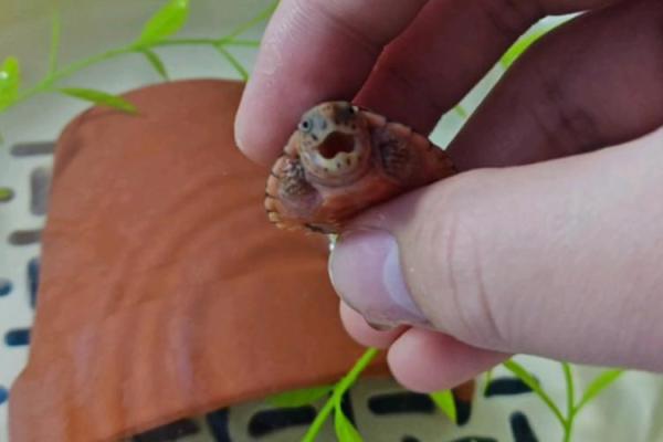 抱头鼠窜打一个生肖