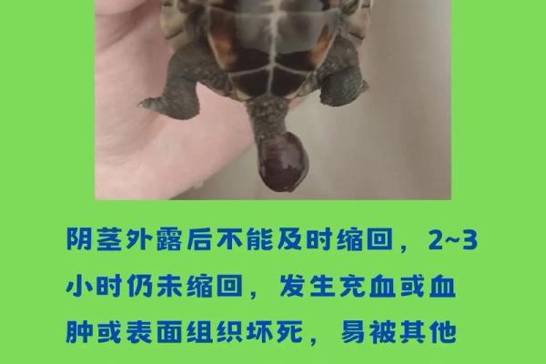 男人梦见乌龟是什么预兆吗 男人梦见乌龟是什么预兆吗