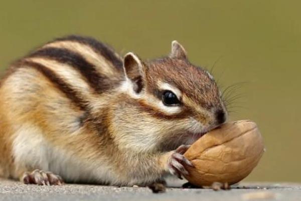 目光短浅指什么生肖 目光短浅指什么生肖