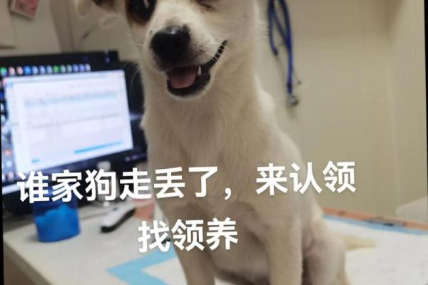 梦见被狗咬屁股 梦见被狗咬屁股