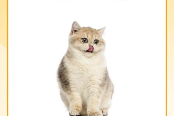 女人梦见猫咬手预兆 女人梦见猫咬手预兆