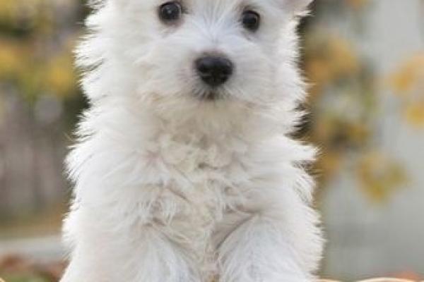 梦见白狗 梦见白狗