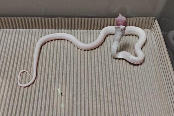 梦见白色的蛇 梦见白色的蛇