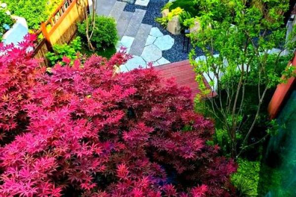 庭院风水树有哪些 庭院种什么树风水好 庭院风水树有哪些 庭院种什么树风水好