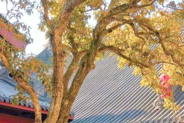 庭院风水树有哪些 庭院种什么树风水好 庭院风水树有哪些 庭院种什么树风水好