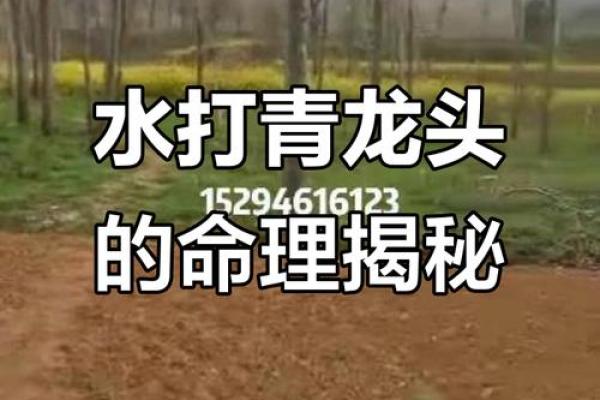 算命青龙什么意思