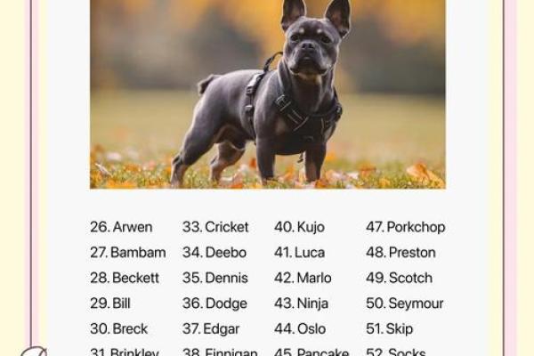 五月份出生的属狗男孩应该如何取名字姓名