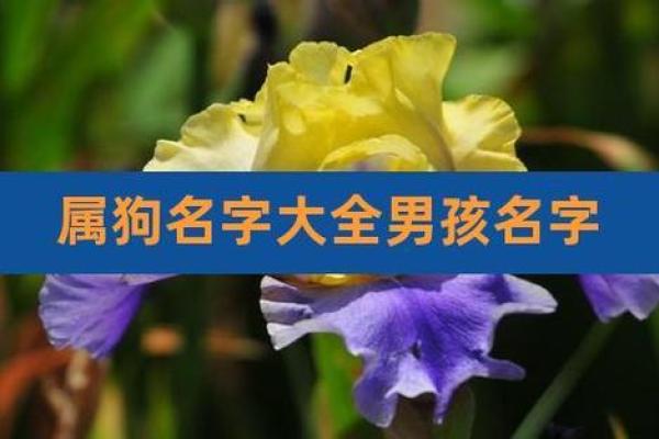 下午五点出生的属狗男孩取什么名，适合什么字姓名