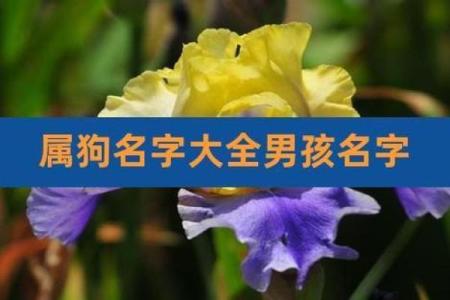 下午五点出生的属狗男孩取什么名，适合什么字姓名