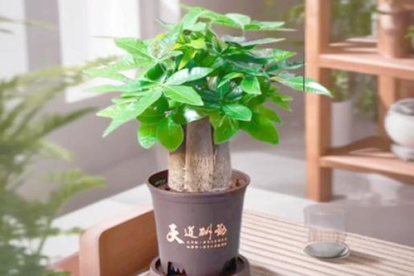 如何让自己运气旺起来使用什么风水摆件
