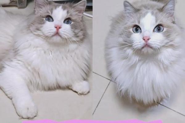 怎么给公猫姓名配对呢图片 怎么给公猫取名字好听？