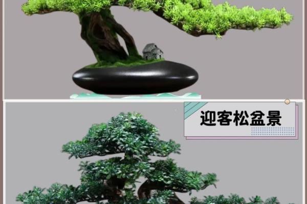 公司风水_办公室摆放迎客松盆景什么位置更佳