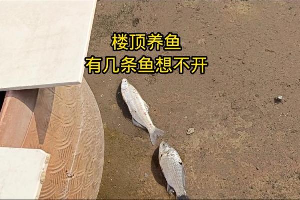 楼顶养鱼 风水
