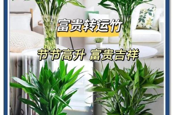 家中养富贵竹风水有讲究
