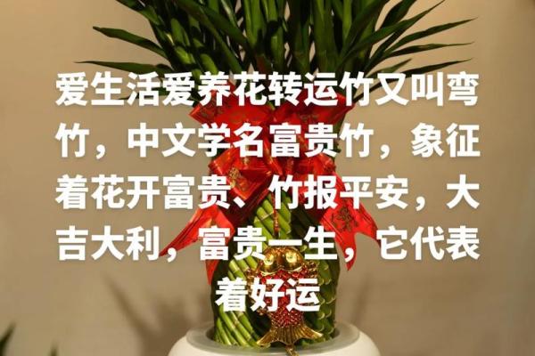 家中养富贵竹风水有讲究