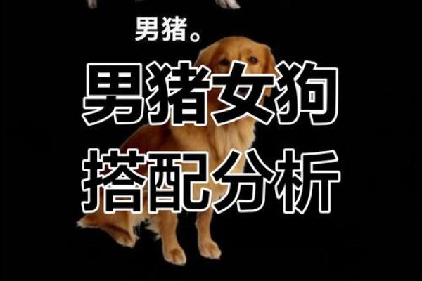 95男猪96女鼠相配吗 配对指数有多高