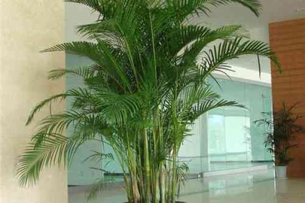 家居风水 一进门摆什么植物最好-