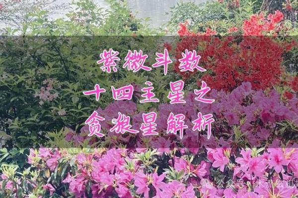紫微斗数之迁移宫与诸星，贪狼星在迁移宫是什么意思？