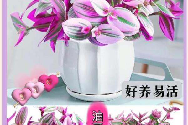 办公室吊兰摆放风水攻略为您营造舒适办公环境