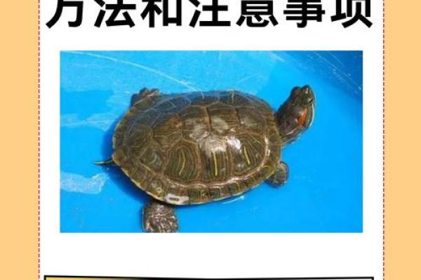 风水招财龟怎么养 养招财龟的好处