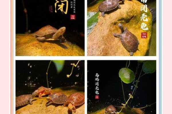 风水招财龟怎么养 养招财龟的好处