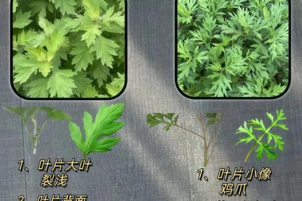 为什么艾草不能送人有什么风水说法