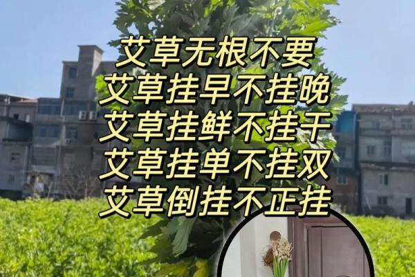 为什么艾草不能送人有什么风水说法