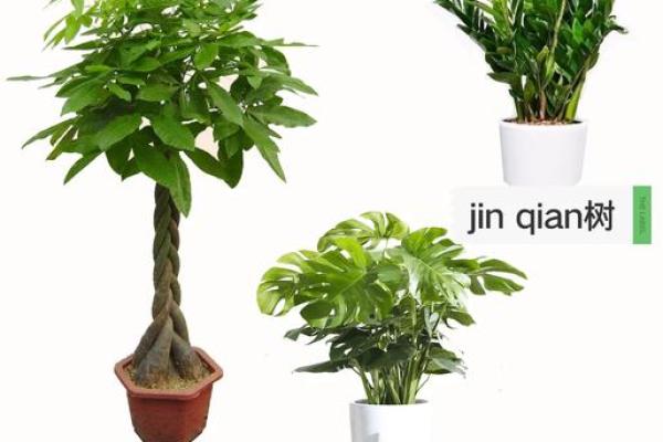 树木花卉摆放也影响风水