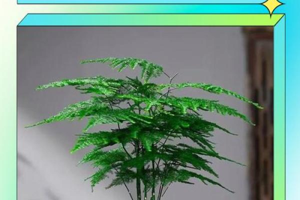 风水价值，为啥家里不能养文竹