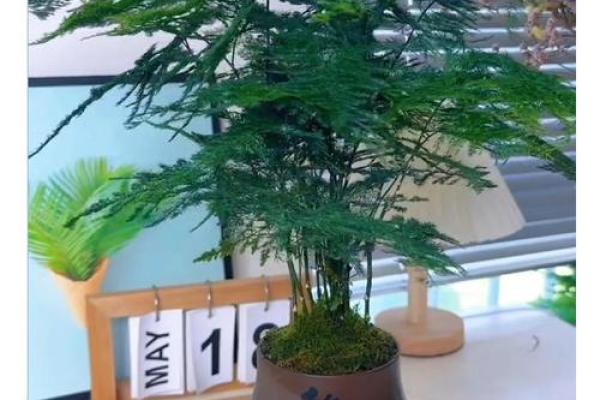 风水价值，为啥家里不能养文竹