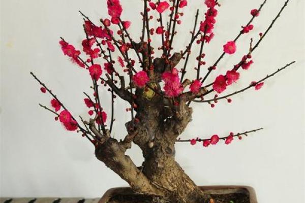 风水上家里可不可以养梅花