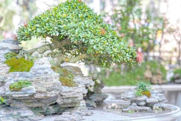 风水上松柏放在阳台和院子可镇宅旺财