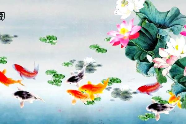 风水鱼应该养几条五行来论凶吉
